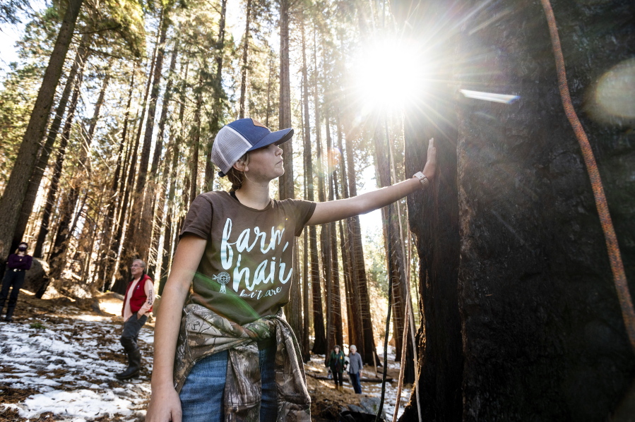Ashtyn Perry, 13, touches the Three Sisters sequoia tree Oct. 27 during an Archangel Ancient Tree Archive planting expedition in Sequoia Crest, Calif. The seedling that was half Perry's age and barely reached her knees was part of a novel project to plant offspring from one of the largest and oldest trees on the planet to see if the genes that allowed the parent to survive so long would protect new trees from the perils of a warming planet.