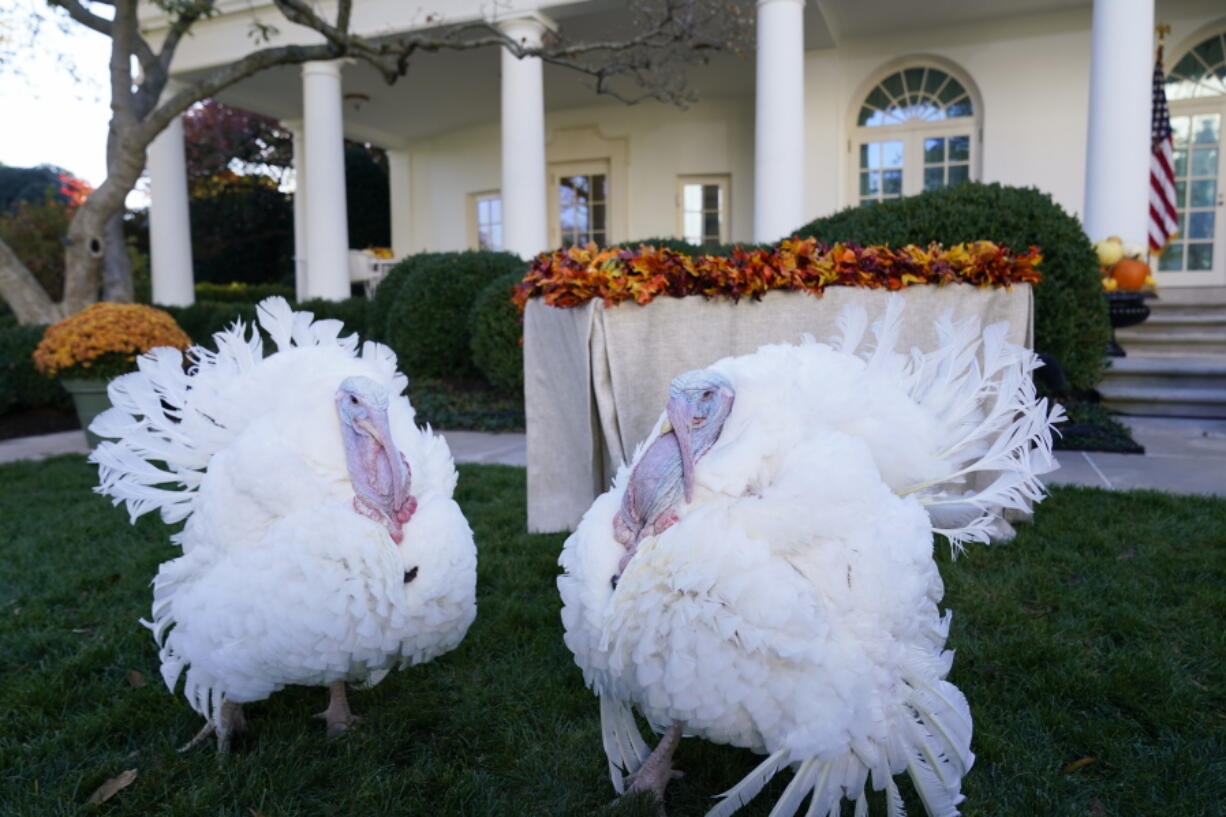 The two national Thanksgiving turkeys, Peanut Butter and Jelly, are photographed in the Rose Garden of the White House before a pardon ceremony in Washington, Friday, Nov. 19, 2021.