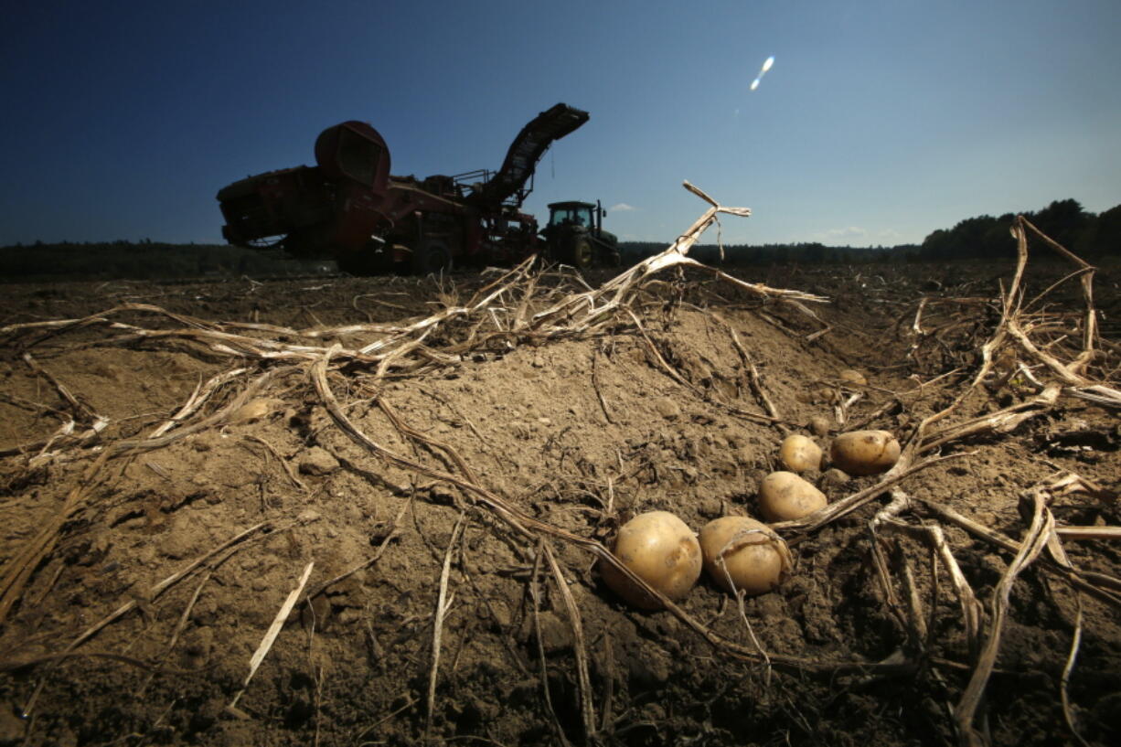 FILE -- Potatoes await harvesting at Green Thumb Farms, Sept. 27, 2017, in Fryeburg, Maine. University of Maine researchers are trying to produce potatoes that can better withstand warming temperatures as the climate changes. (AP Photo/Robert F.
