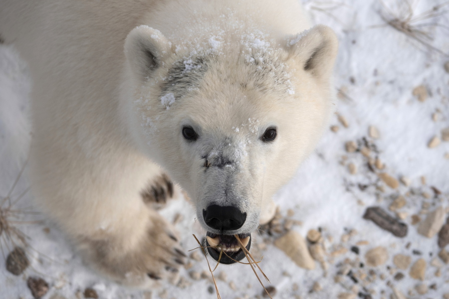 This 2020 photo provided by Polar Bears International shows a polar bear in Churchill, Manitoba, Canada during migration. At risk of disappearing, the polar bear is dependent on something melting away on our warming planet: sea ice.