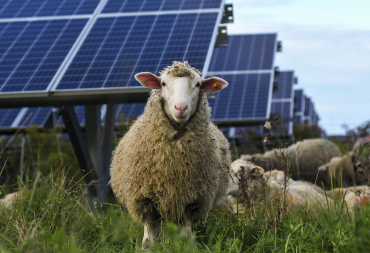 Sheep graze at a solar farm at Cornell University in Ithaca, N.Y., Friday, Sept. 24, 2021. As panels spread across the landscape, the grounds around them can be used for native grasses and flowers that attract pollinators such as bees and butterflies.