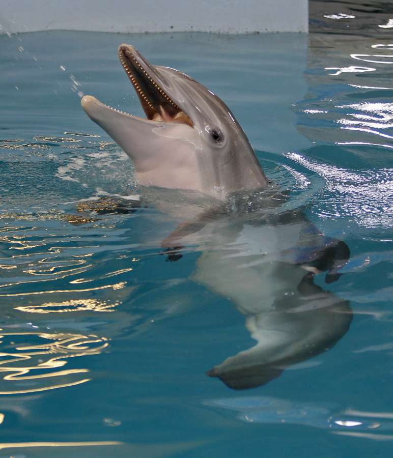 Winter the dolphin plays in the water at the Clearwater Marine Aquarium, Sunday, June 17, 2018, in Clearwater, Fla. The Florida aquarium will temporarily close to treat its resident prosthetic-tailed dolphin that starred in the "Dolphin Tale" movies. The famous marine mammal is now in critical condition from a suspected infection. The Clearwater Marine Aquarium said in a statement it will shut its doors Friday, Nov. 12, 2021 "to create the best possible environment" for medical staff to treat Winter, a 16-year-old female bottlenose dolphin suffering from a gastrointenstinal infection.