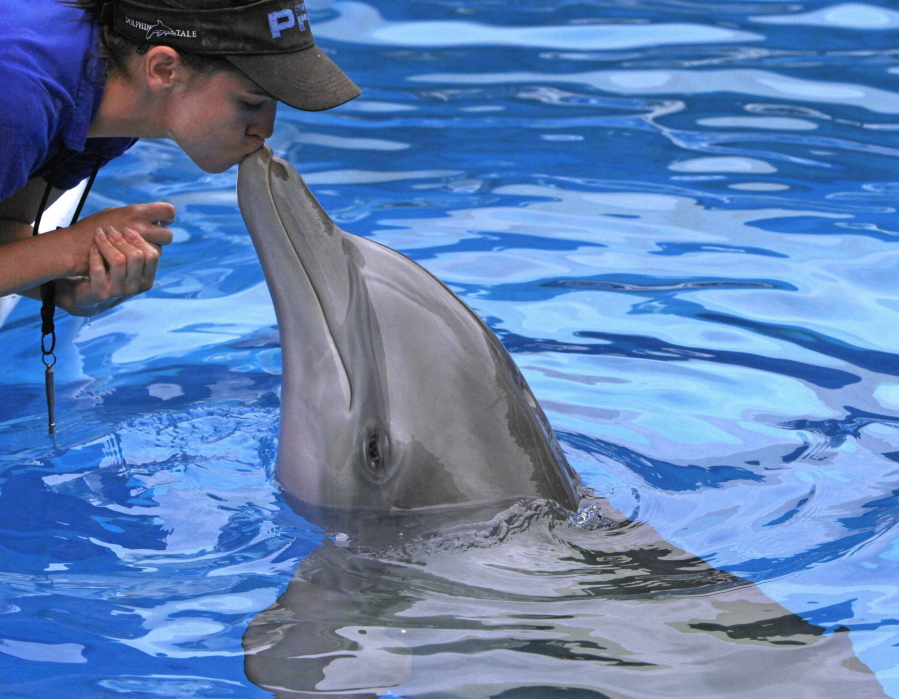 FILE - Abby Stone gives Winter, the tail-less dolphin a smooch during a recent training session in his tank at the Clearwater Marine Aquarium on Sept. 4, 2011.  The prosthetic-tailed dolphin, Winter, that starred in the "Dolphin Tale" movies has died at a Florida aquarium despite life-saving efforts by animal care experts. The Clearwater Marine Aquarium said the 16-year-old female bottlenose dolphin died Thursday, Nov. 11, 2021, while being treated for a gastrointestinal abnormality.