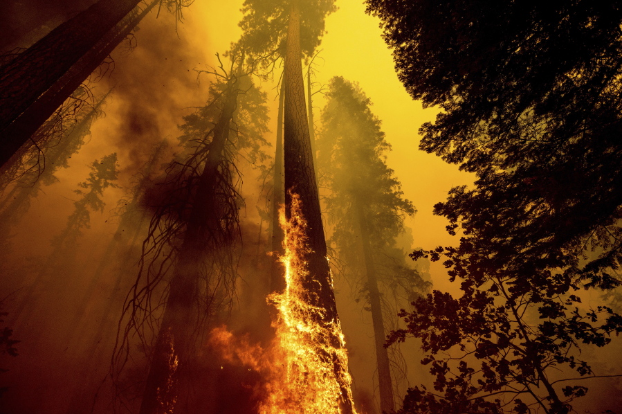 FILE - Flames burn up a tree as part of the Windy Fire in the Trail of 100 Giants grove in Sequoia National Forest, Calif., on Sept. 19, 2021. Sequoia National Park says lightning-sparked wildfires in the past two years have killed a minimum of nearly 10,000 giant sequoia trees in California. The estimate released Friday, Nov. 19, 2021, accounts for 13% to 19% of the native sequoias that are the largest trees on Earth.