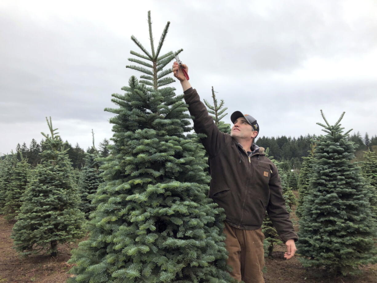 FILE - Casey Grogan, owner of Silver Bells Tree Farm and president of the Pacific Northwest Christmas Tree Association, trims a noble fir at his 400-acre Christmas tree farm in Silverton, Ore. in Nov. 2018. Experts say real Christmas trees are a more sustainable choice than artificial trees.