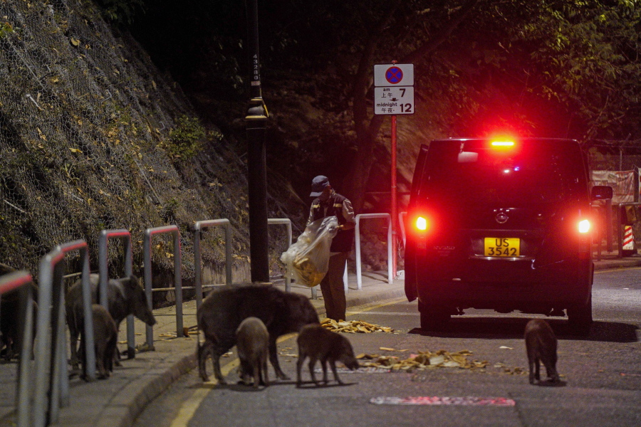 Wild boars eat bread as baits fed by officers from the Agriculture, Fisheries and Conservation Department in Hong Kong, Wednesday, Nov. 17, 2021. Hong Kong authorities this week captured and euthanized seven wild boars to reduce their numbers in urban areas, following an increasing number of boar attacks and after one bit a policeman last week.