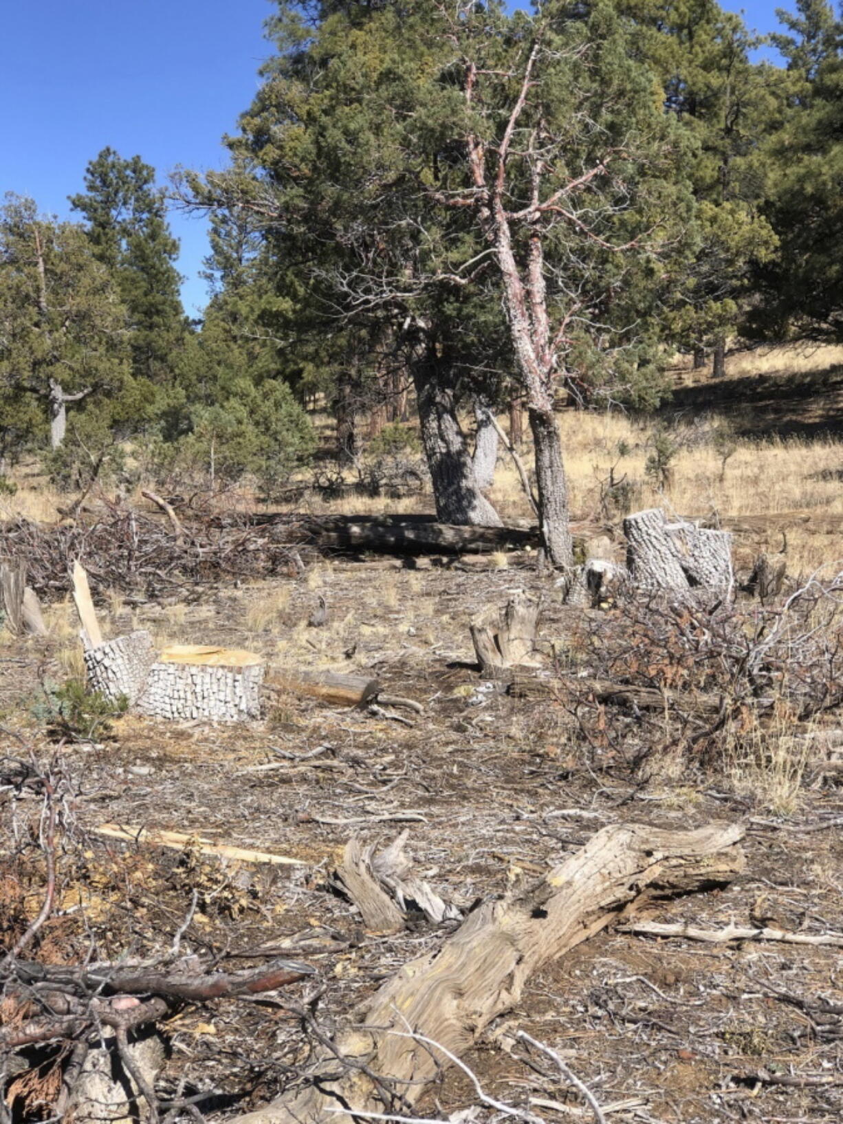 This undated image provided by the National Park Service shows the illegal harvest of alligator juniper trees at El Malpais National Monument near Grants, New Mexico. Park Service officials are asking the public for help to stop the illegal harvesting of the trees, which are considered rare due to their slow growth rate.