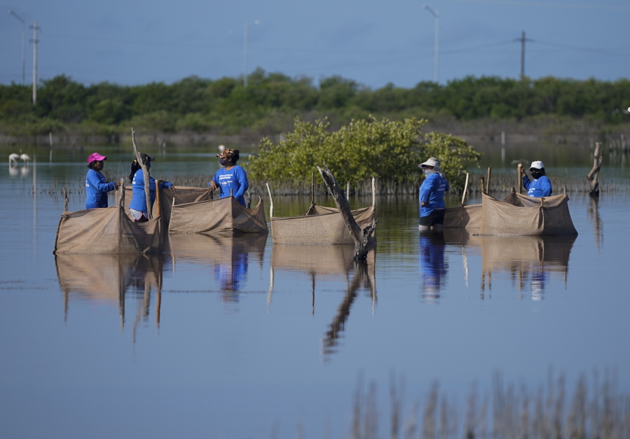 Women wade through a swamp to plant mangrove seedlings, near Progreso, Mexico, Wednesday, Oct. 6, 2021. While world leaders seek ways to stop the climate crisis at a United Nations conference in Scotland, a few dozen fishermen and women villagers are working to save the planet's mangroves thousands of miles away on Mexico's Yucatan Peninsula.