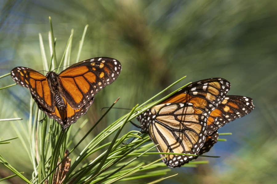 Monarch butterflies making comeback in California The Columbian