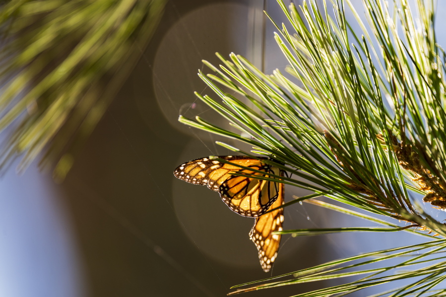 A butterfly is illuminated by the late-morning sun at Monarch Grove Sanctuary in Pacific Grove, Calif., Wednesday, Nov. 10, 2021. The number of Western monarch butterflies wintering along California's central coast is bouncing back after the population reached an all-time low last year.
