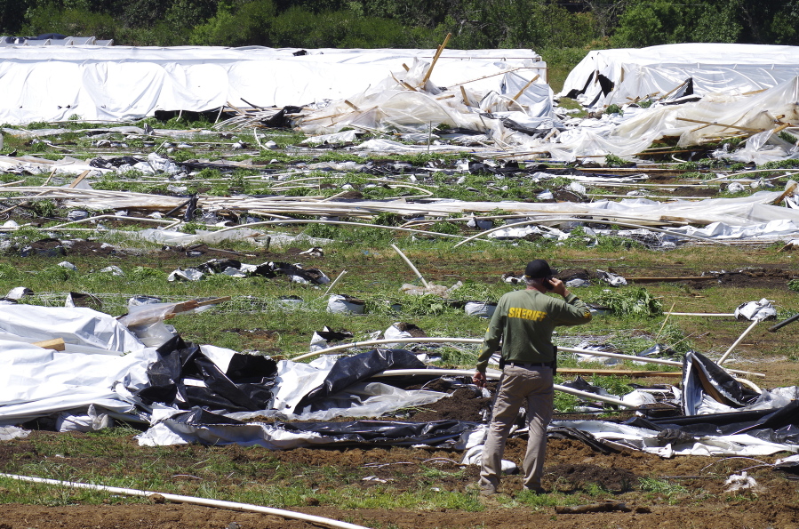 FILE - Josephine County Sheriff Dave Daniel stands amid the debris of plastic hoop houses destroyed by law enforcement, used to grow cannabis illegally, near Selma, Ore., on June 16, 2021. Over 100 workers, most or all of them immigrants, were found at the site. Thousands of immigrants have been working on illegal marijuana farms purportedly run by foreign cartels in southern Oregon, living in squalid conditions and sometimes being cheated by their employers.