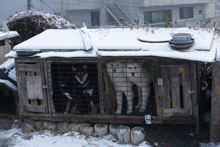 FILE - Dogs are seen in a cage at a dog meat farm in Siheung, South Korea, Feb. 23, 2018. South Korea said Thursday, Nov. 25, 2021, it'll launch a government-led task force to consider outlawing dog meat consumption, about two months after the country's president offered to look into ending the centuries-old eating practice.