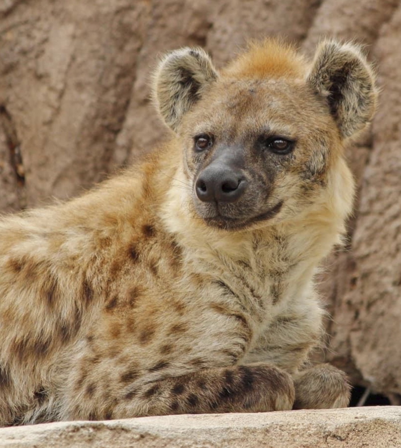 Kibo is one of two of the Denver Zoo's hyenas that has tested positive for the coronavirus.