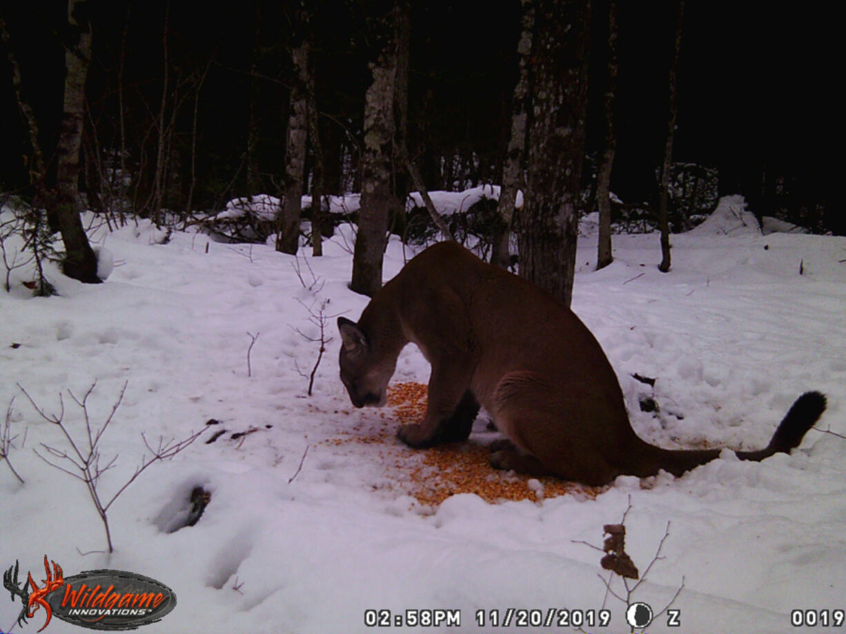 A Nov. 20, 2019, trail cam spots a cougar sniffing around a deer hunter's bait pile in Ontonagon County in Michigan's Upper Peninsula.