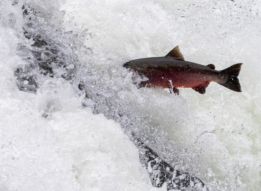 More than 70 percent of salmon and steelhead populations are not keeping pace with recovery goals, and some are in crisis of fading altogether, according to a 2020 report from State of Salmon in Watersheds. Salmon runs in the Columbia River are at their lowest abundance in 10 years — a stark contrast from their peak 10 to 16 million population.