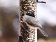 A titmouse dines at a feeder.