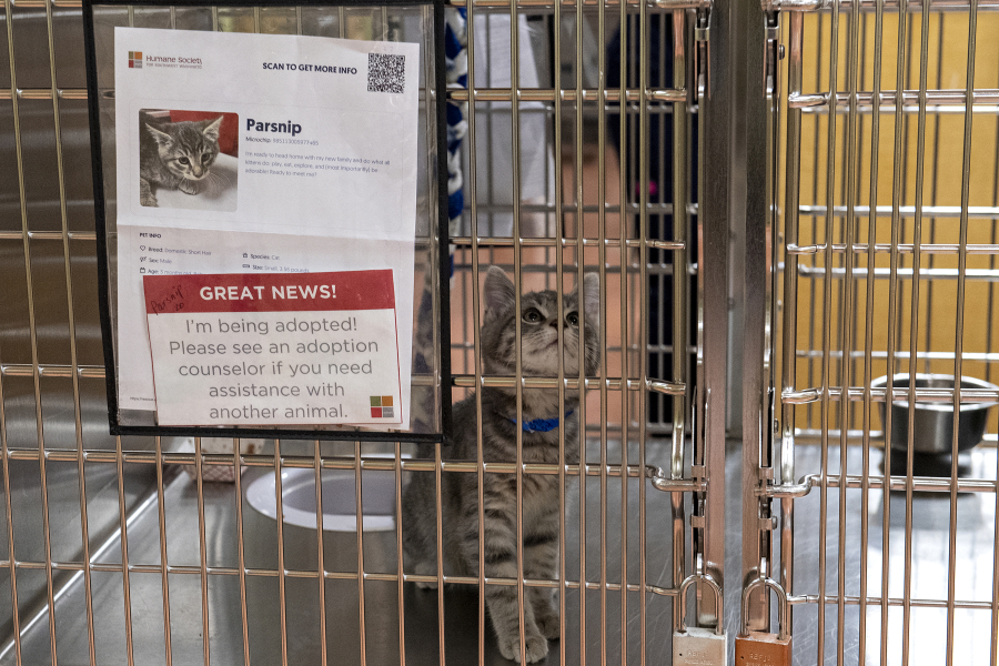 A sign on the front of the cage of Parsnip, a 3-month-old kitten, lets visitors know he has been adopted at the Humane Society for Southwest Washington. The organization is experiencing an abnormally long kitten season this year.