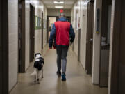Volunteer Carl Utter keeps in step with shelter dog, Cowboy, while helping out at the Humane Society for Southwest Washington on Wednesday morning.