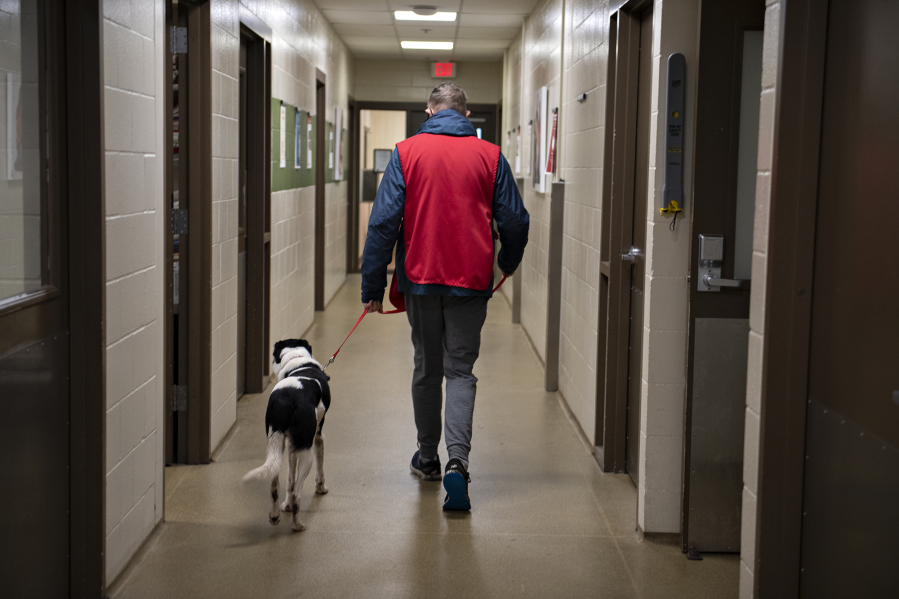Volunteer Carl Utter keeps in step with shelter dog, Cowboy, while helping out at the Humane Society for Southwest Washington on Wednesday morning.