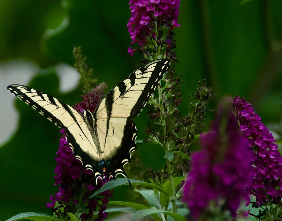 Miss Molly is noninvasive and can be planted in Oregon and Washington. It is a favorite of the Eastern Tiger swallowtail butterflies.