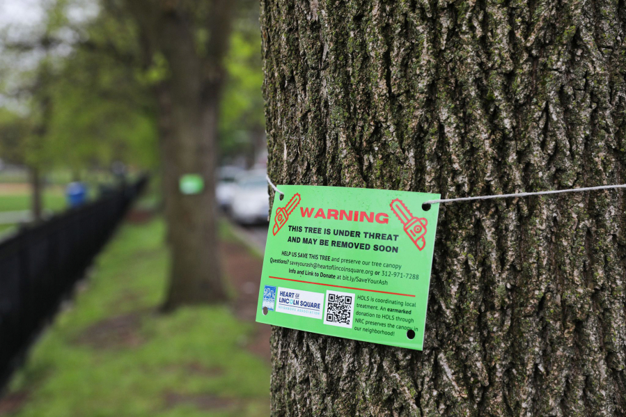 A sign hangs on an ash tree that may be removed soon near Winnemac Park in Chicago, April 29, 2021. (Jose M.