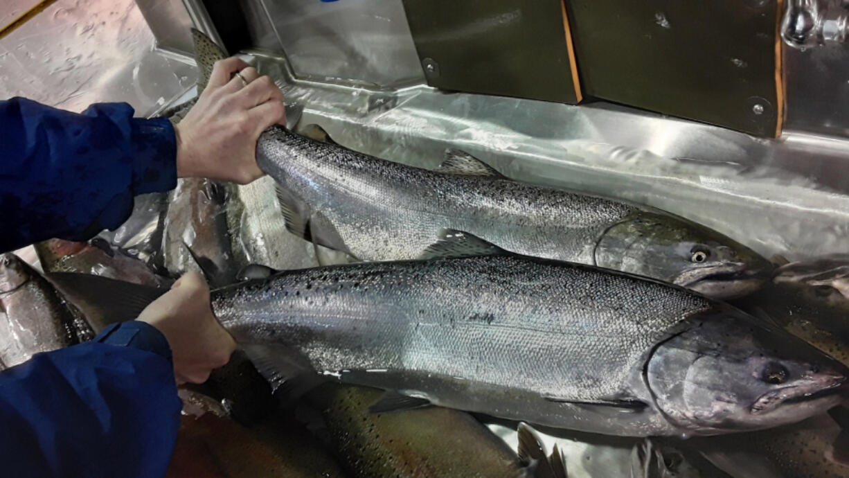 A brace of Chinook is collected at the Merwin Dam trap to be trucked above Swift Reservoir to spawn. Fish passage would allow more fish to access the upper Lewis River.
