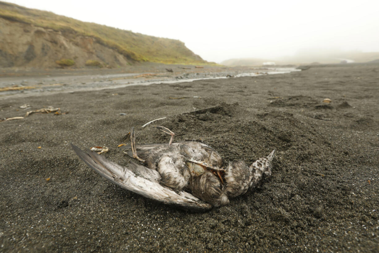 A dead bird in the sand on Kodiak Island, Alaska.