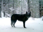 FILE - This Feb., 2017, file photo provided by the Oregon Department of Fish and Wildlife shows a gray wolf in Oregon's northern Wallowa County. Officials in Oregon are asking for help locating the person or persons responsible for poisoning an entire wolf pack in the eastern part of the state earlier this year. The Oregon State Police said Thursday, Dec. 2, 2021, it has been investigating the killing of all five members of the Catherine Pack in Union County, plus three other wolves from other packs.