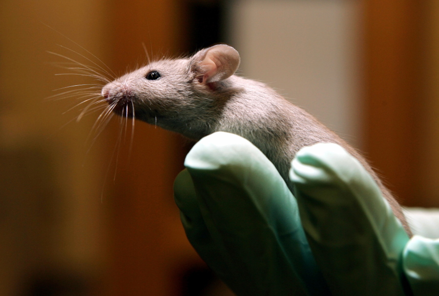 FILE - A technician holds a laboratory mouse at the Jackson Laboratory, Jan. 24, 2006, in Bar Harbor, Maine. The lab ships more than two million mice a year to qualified researchers. Eight years ago, a team of researchers launched a project to carefully repeat influential lab experiments in cancer research. They recreated 50 experiments, the type of work with mice and test tubes that sets the stage for new cancer drugs. They reported the results Tuesday, Dec. 7, 2021: About half the scientific claims didn't hold up. (AP Photo/Robert F.