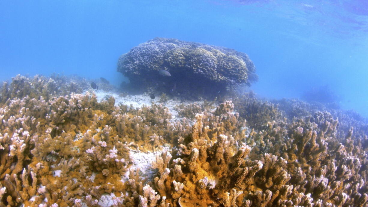 Fish swim near a head of coral in Kaneohe Bay, Hawaii on Oct. 1. Scientists are trying to speed up coral's evolutionary clock to build reefs that can better withstand the impacts of global warming.