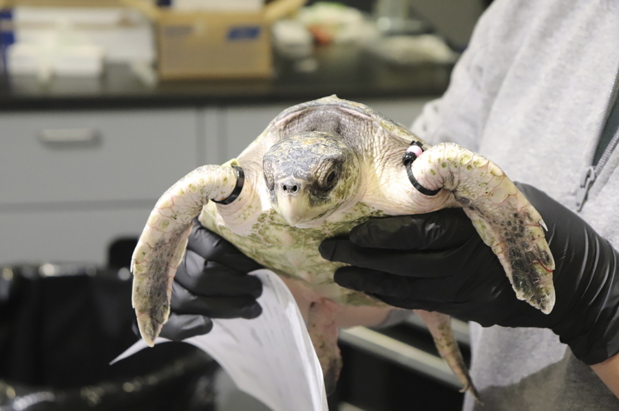 In this photo provided by the Mississippi Aquarium, one of 40 cold-stunned Kemp's ridley turtles is seen that the facility is caring for. The turtles arrived in Gulfport on Friday, Dec. 3, 2021.