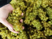 This image provided by Gusbourne wines shows grapes from their vineyard in 2017, in Kent, England.