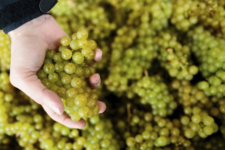 This image provided by Gusbourne wines shows grapes from their vineyard in 2017, in Kent, England.