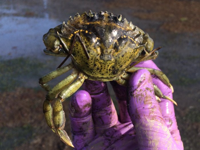 A male European green crab (Courtesy of Washington Sea Grant)