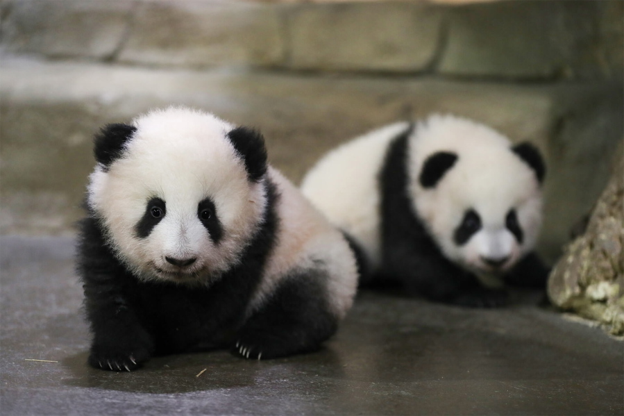 In this photo provided by Zooparc de Beauval, twin panda cubs, Yuandudu and Huanlili take their first steps in public, at the Beauval Zoo in Saint-Aignan-sur-Cher, France, Saturday, Dec. 11, 2021. The female twins were born in August. Their mother, Huan Huan, and father, Yuan Zi, are at the Beauval Zoo, south of Paris, on a 10-year loan from China aimed at highlighting good ties with France.