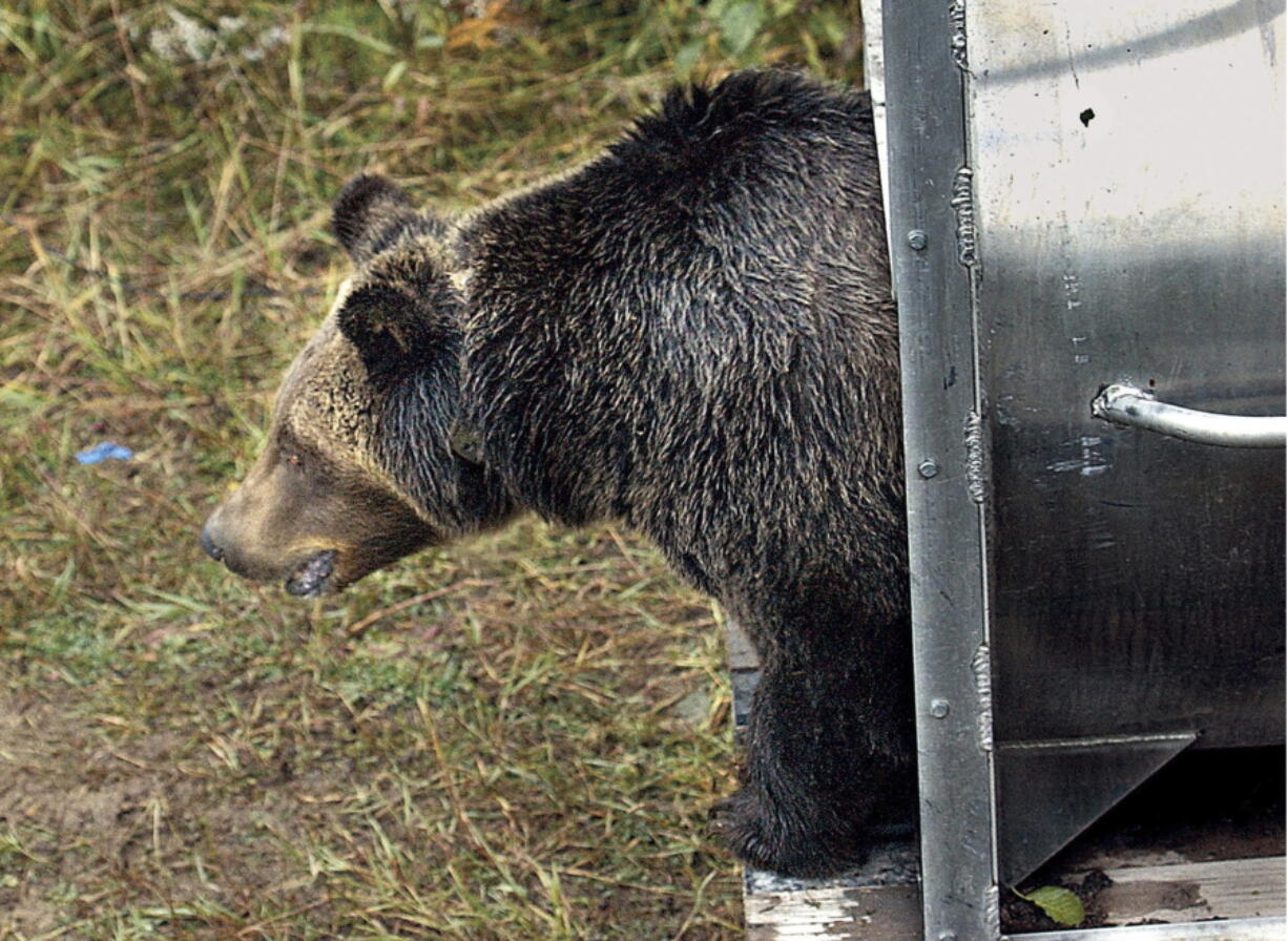 FILE - A female grizzly eyes her new habitat in the Cabinet Mountains of western Montana as she leaves a culvert trap on Oct. 2, 2005. The bear, trapped in the North Fork of the Flathead River drainage, Sept. 30, 2005, was transplanted to the Cabinet-Yaak ecosystem in order to help boost the struggling grizzly bear population. Montana wildlife officials on Tuesday, Dec. 14, 2021, advanced plans that could allow grizzly bear hunting in areas around Glacier and Yellowstone national parks, if states in the U.S. northern Rockies succeed in their attempts to lift federal protections for the animals.