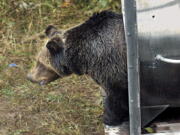 FILE - A female grizzly eyes her new habitat in the Cabinet Mountains of western Montana as she leaves a culvert trap on Oct. 2, 2005. The bear, trapped in the North Fork of the Flathead River drainage, Sept. 30, 2005, was transplanted to the Cabinet-Yaak ecosystem in order to help boost the struggling grizzly bear population. Montana wildlife officials on Tuesday, Dec. 14, 2021, advanced plans that could allow grizzly bear hunting in areas around Glacier and Yellowstone national parks, if states in the U.S. northern Rockies succeed in their attempts to lift federal protections for the animals.