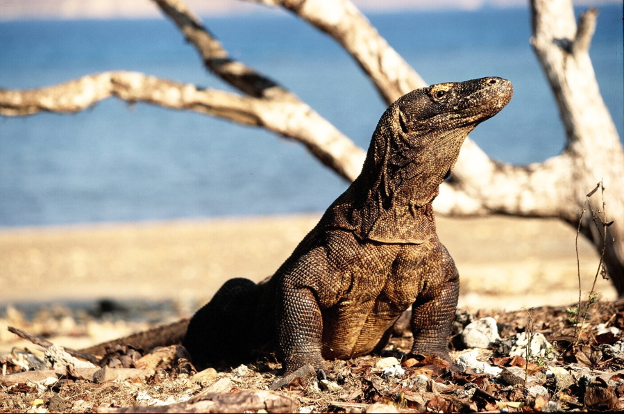 This undated photo provided by researcher Bryan Fry shows a Komodo dragon at Komodo National Park in Indonesia. In 2021, construction for tourism in Komodo National Park has raised concerns from the United Nations officials, environmental activists and residents about damage to habitat of the Komodo dragon.