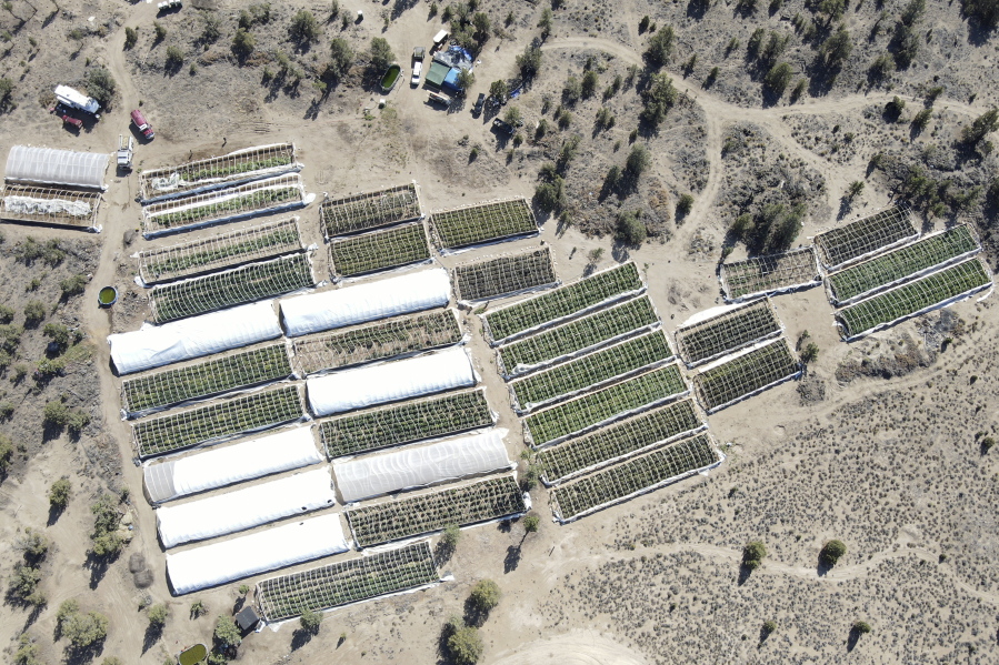 A marijuana grow is seen Sept. 2 in this aerial photo taken by the Deschutes County Sheriff's Office in Alfalfa, Ore.
