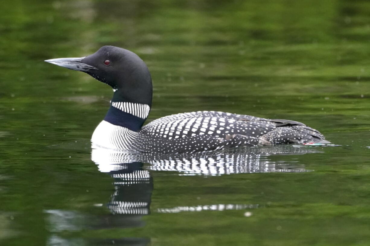 A loon swims on Squam Lake, Friday, June 25, 2021, in Holderness, N.H. Researchers in New Hampshire have long struggled to understand why loon numbers have stagnated on the lake, despite a robust effort to protect them. They are investigating whether contamination from PCBs could be impacting reproduction and believe oil laced with the chemicals was used on nearby dirt roads decades ago.