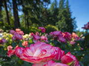 Hybrid tea roses in the Portland Rose Test garden.