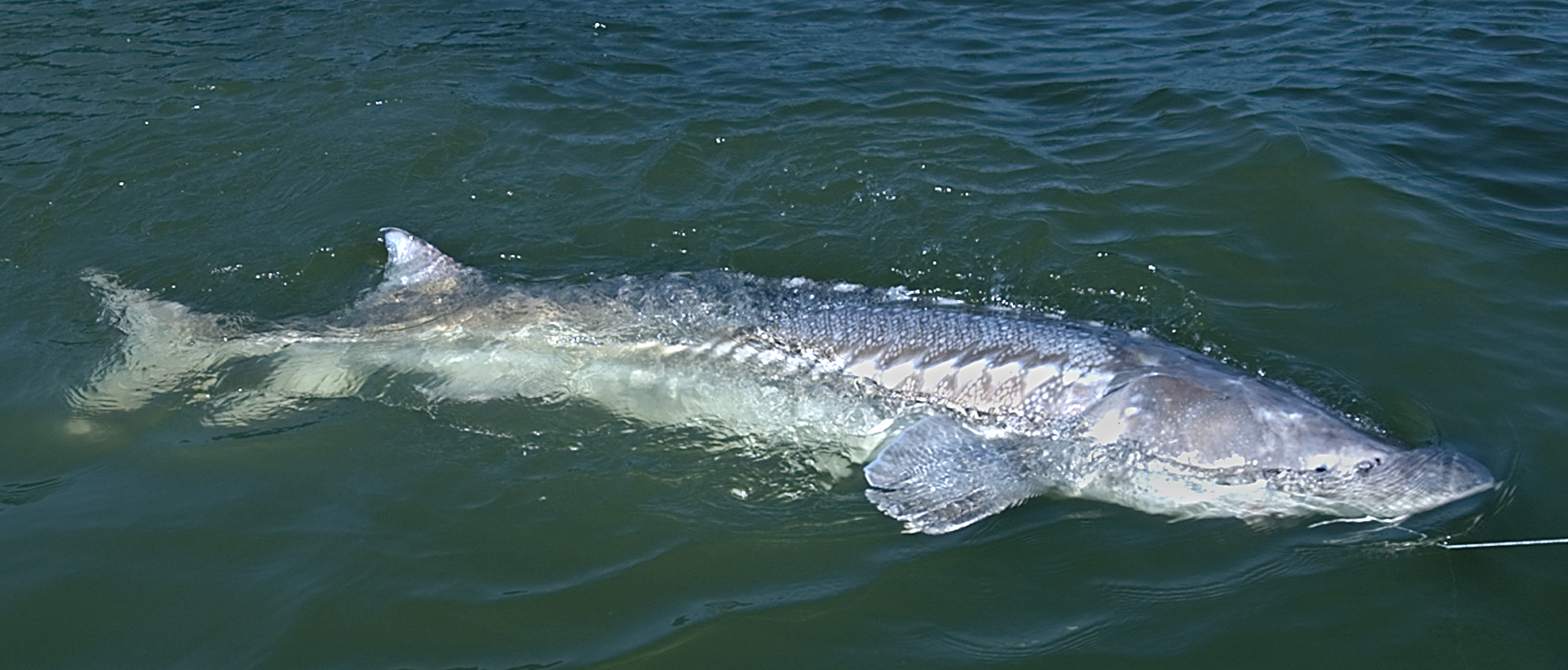 With fork tails and massive bodies, big sturgeon, look like toothless sharks coming to the boat.