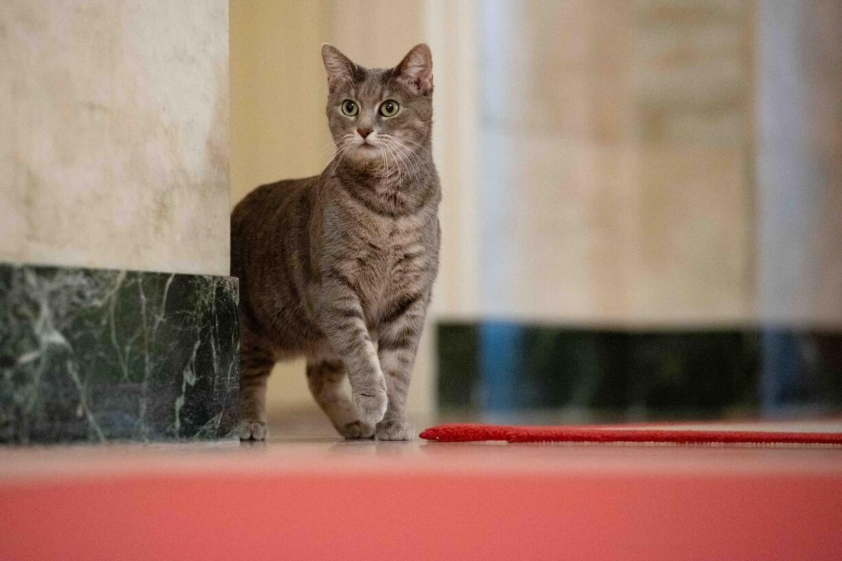 Willow, the president and first lady's new cat, explores her new digs in the West Wing.
