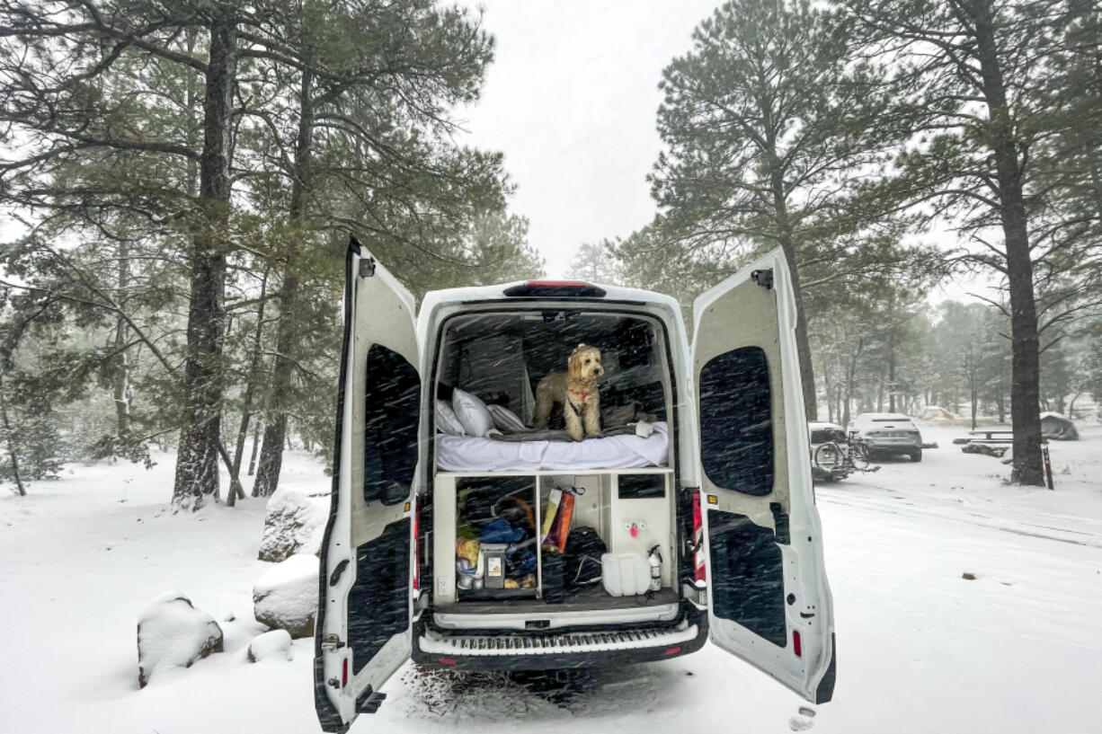 Millie looks out of the back of the Cabana van on a snowy morning in Grand Canyon National Park.