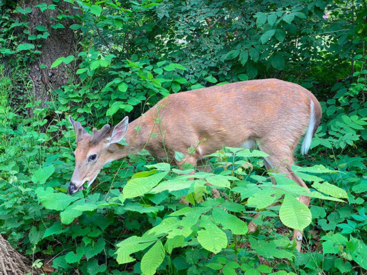 A white-tailed deer is seen eating leaves in front of a home in Bethesda, Maryland, on May 27, 2020.