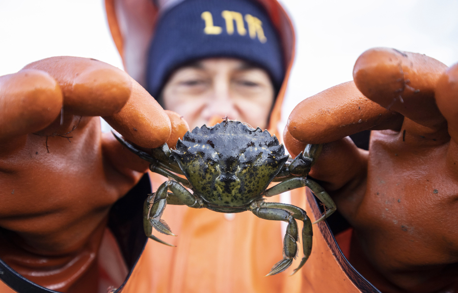 Lummi Natural Resources field technician Lisa Balton holds a European Green Crab pulled from a crab trap along the shoreline of the Sea Pond on Thursday, Dec. 10, 2021.