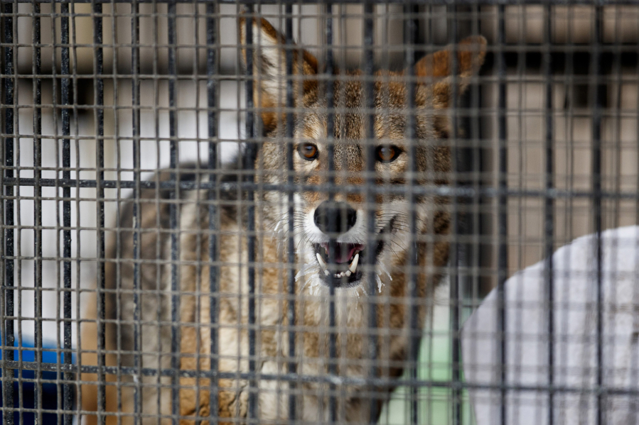 Rocky the coyote paces in a cage Jan. 5 at the River Trail Nature Center in Northbrook, Ill. (Armando L.