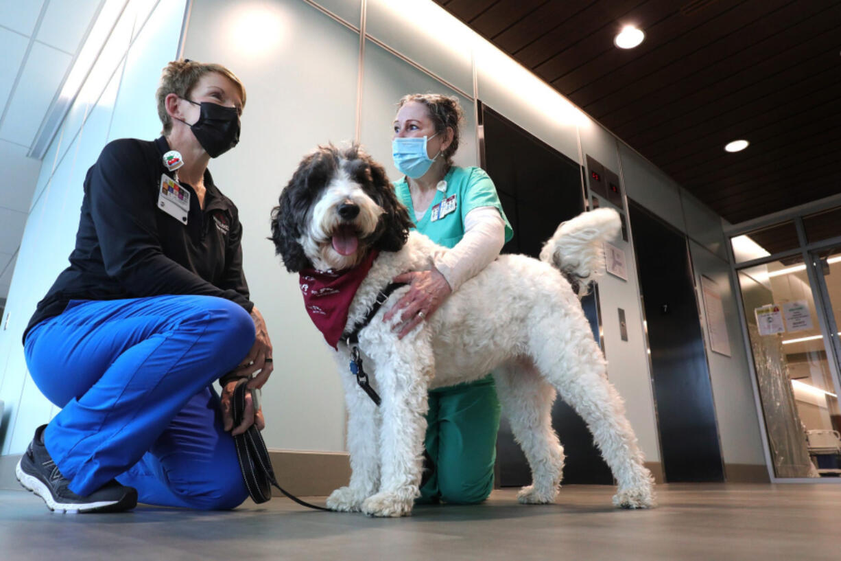 Denise Minor, Mount Carmel Health System's vice president of patient care services and chief nursing officer, left, brings her labradoodle, Gracie, to the hospital to comfort exhausted staff during the pandemic. Unit coordinator Kathy Wills, right, visits with Gracie on Dec. 28 at Mount Carmel Grove City in Grove City, Ohio.