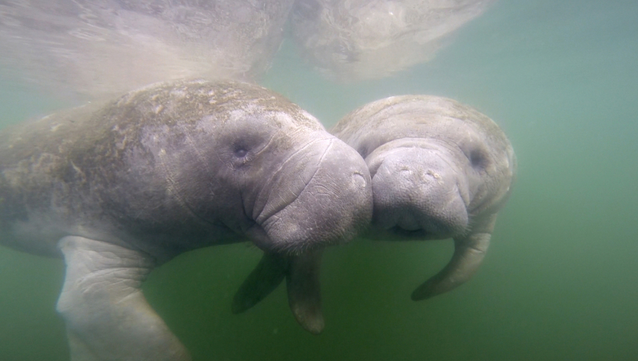 Efforts to feed manatees in Florida haven't been successful so far this year, after a record number of the mammals died last year. (Douglas R.