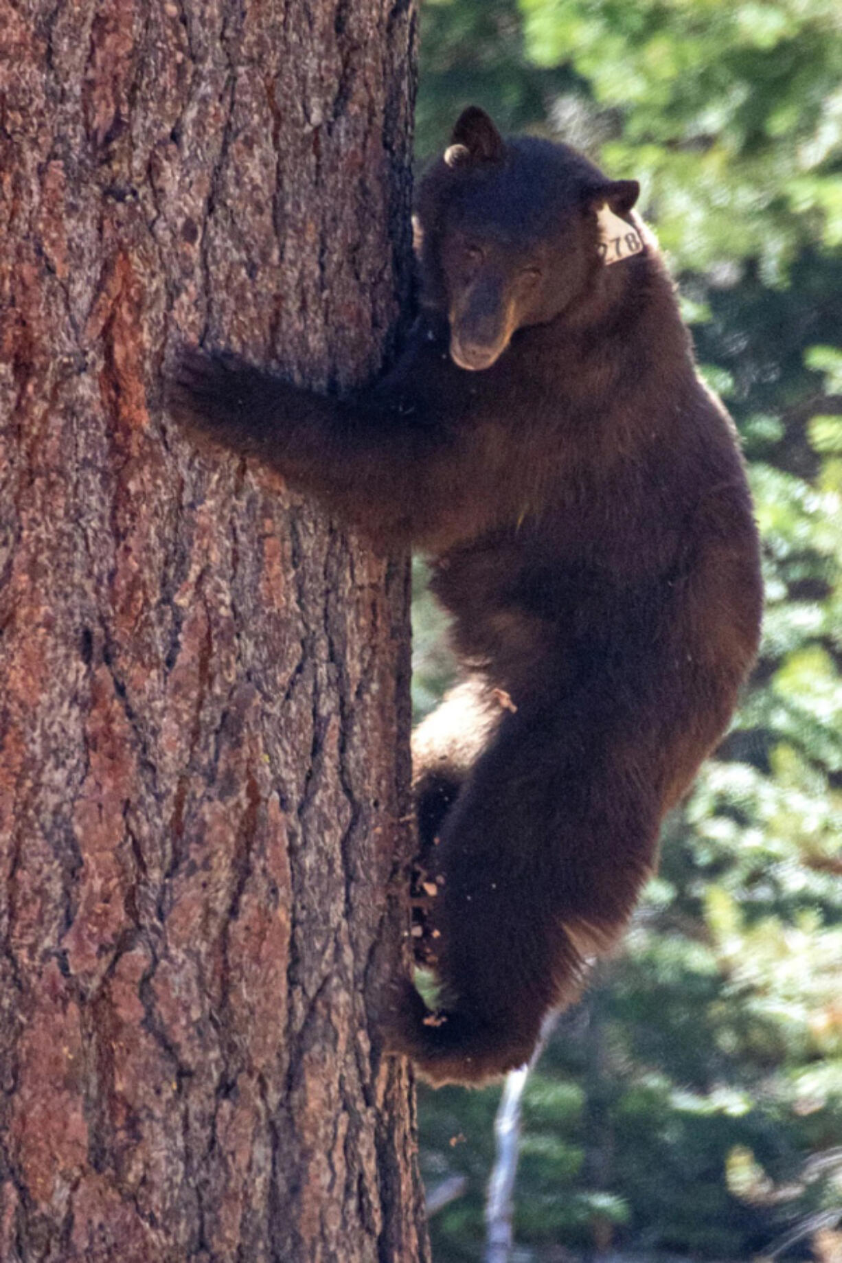 A bear moments after its release in Lake Tahoe as part of a coordinated trap, tag and haze effort between the California Department of Fish and Wildlife and California State Parks.